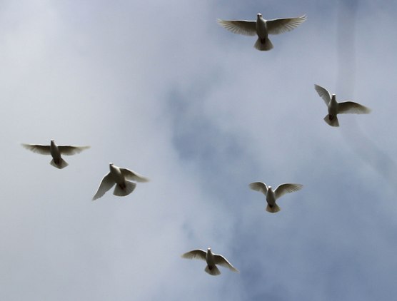 Doves in Flight