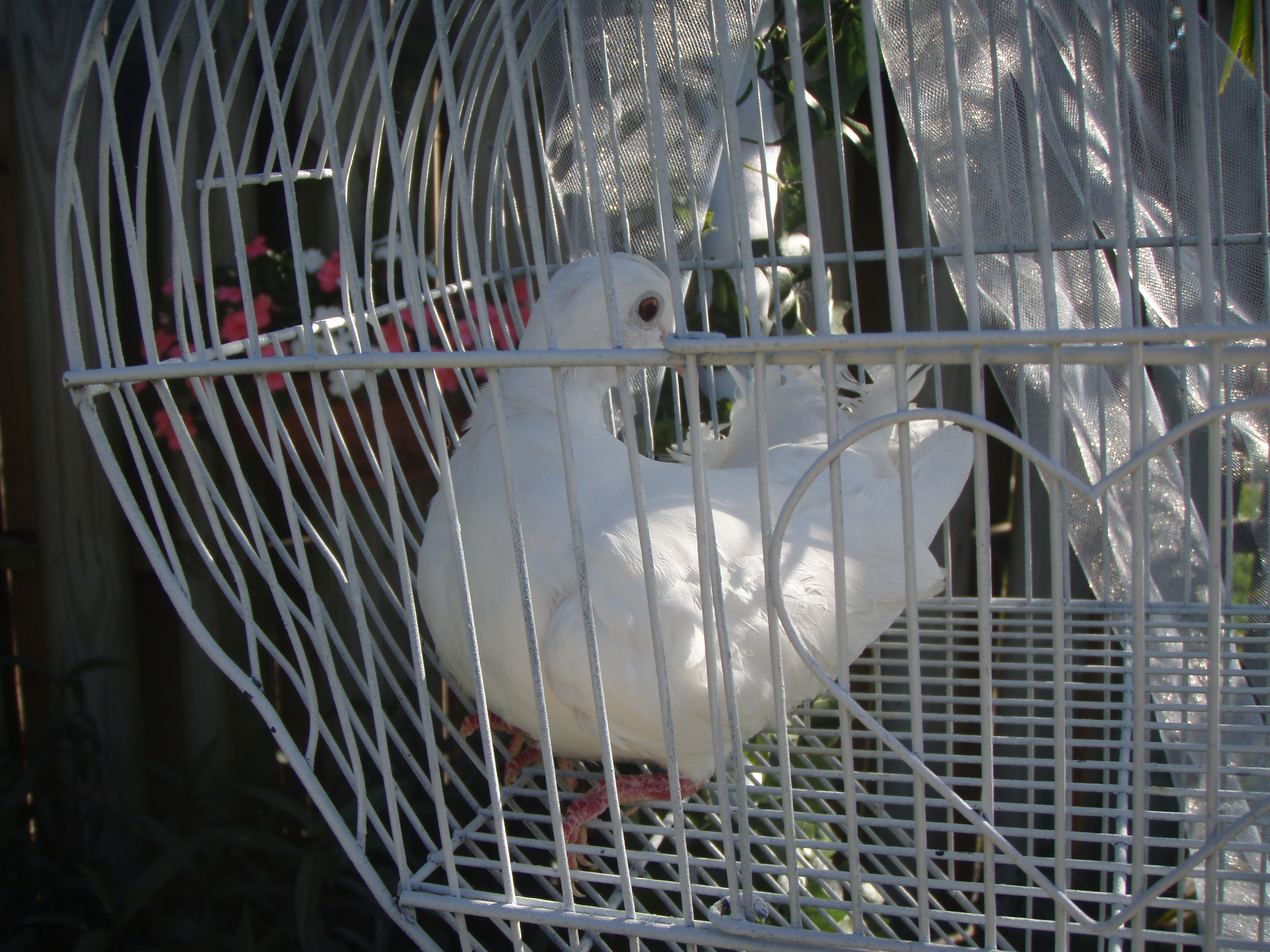 dove cage display for wedding