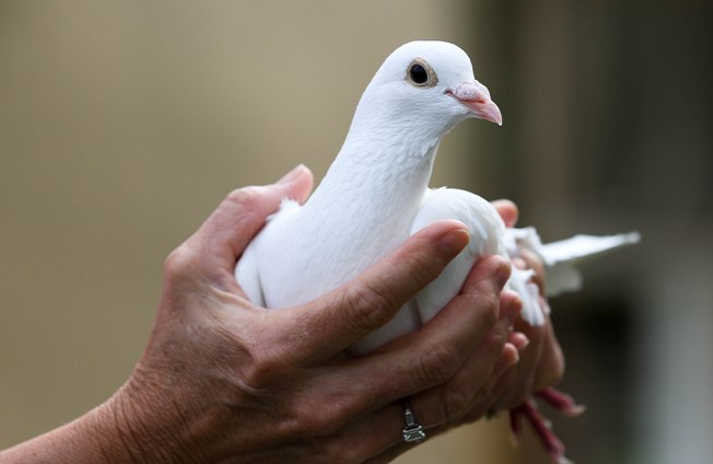 White Dove